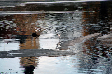 seagulls in water
