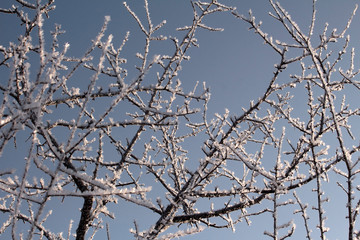 Frost on branches