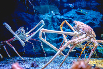 Japanese spider crabs fighting with pincers, Osaka, Japan