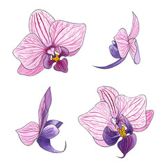 Naklejka na ściany i meble Watercolor hand drawn illustration exotic pink orchid flower.
