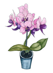 Phalaenopsis  orchid blooming in a pot.