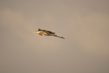 bird