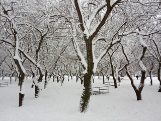 Winter landscape. Trees and Christmas trees covered with snow. Walk in the park.