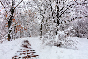 The path on the slope of the oak grove in the city park covered with snow.