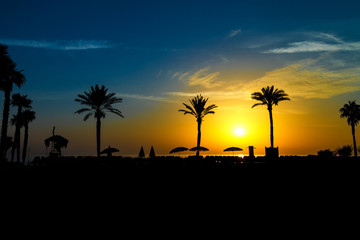 Beautiful silhouettes of palm trees and beach umbrellas at sunrise by the sea