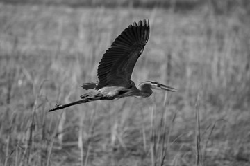 Fototapeta premium bird