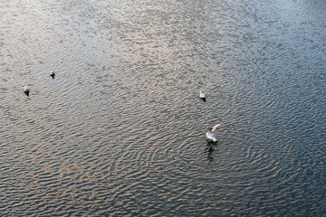 Wasser mit Vögel