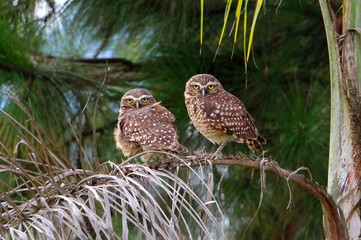 TWO OWLS
