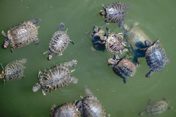 Turtles at temple pond in a bright day, Osaka, Japan