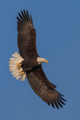 Bald eagle in flight with spread wings (clipping path included). The photo was taken by Mississippi River in Iowa, USA. - 239079146