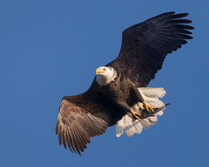 Bald eagle in flight holding fish in talons. The photo was taken by Mississippi River in Iowa, USA. - 239079151