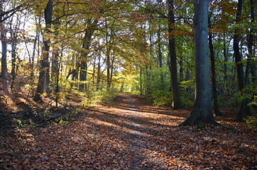 Fototapeta premium Pflanzen