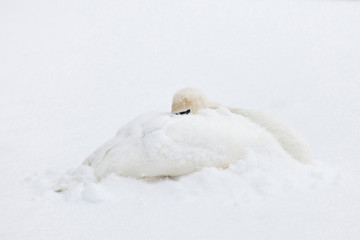 Swan covered in snow trying to stay warm - 239079338