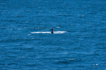 whale tail slapping the sea