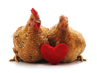 Chicken and cock with heart.