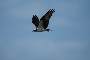 Fototapeta premium bird