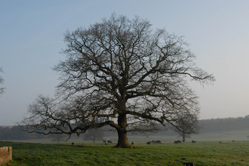 tree in a field