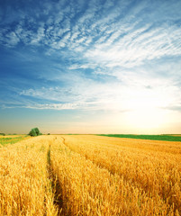 Wheat field against a blue sky - 239080535