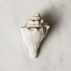 still life shell on marble