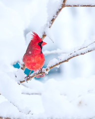 Male Cardinal in the Snow