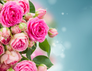 border of  fresh pink roses close up