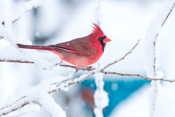 Male Cardinal in the Snow