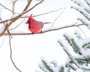 Male Cardinal in the Snow