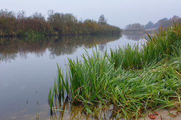 Green grass with water drops
