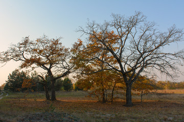 Trees in the meadow of autumn