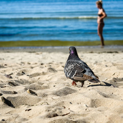 Pigeon on the beach
