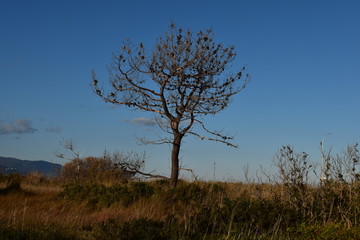 tree in the field