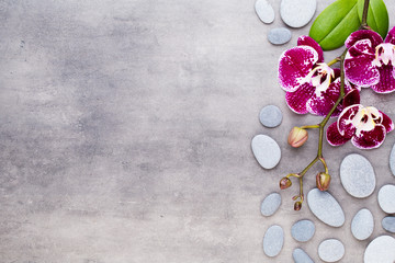 Beauty pink orchid on a gray background.