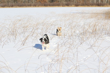 dogs running on lake