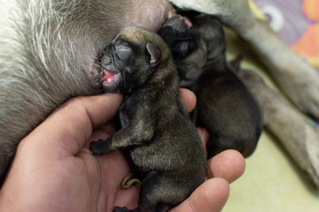 Obraz premium PUG