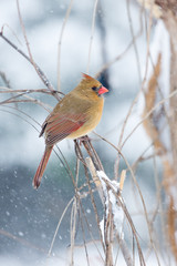 Female Cardinal in the Snow