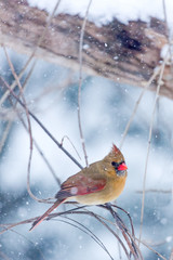 Female Cardinal in the Snow