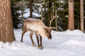 Naklejka na ściany i meble Reindeer in winter at the zoo