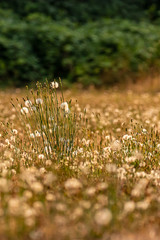 a one in a million dandelion plants
