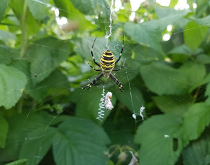 spider on web