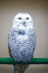 Snowy owl with yellow eyes, gray strix in the reserve, gray owl in captivity