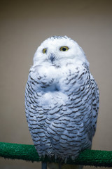 owl sitting on a perch, snowy owl with yellow eyes