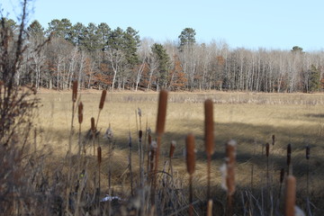 Winter marsh