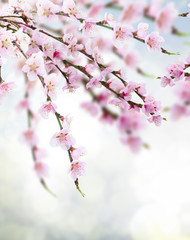 Cherry tree twig 