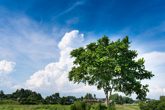 田舎の夏空の入道雲とクルミの木 Stock 写真 Adobe Stock
