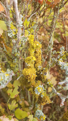 Wild lichen