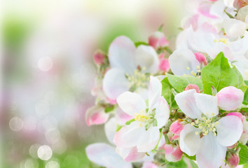 Fototapety  Kwiat jabłoni