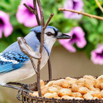 Blue Jay