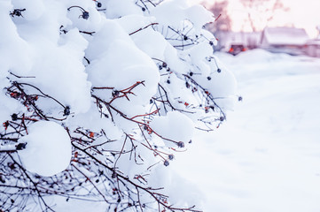 Winter Christmas scenic background with copy space. Snow landscape with trees covered with snow in the open air