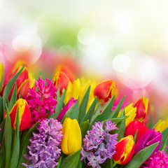 hyacinths and tulips