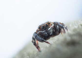 House jumping spider on a fabric macro shot shot. 